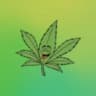 🌿🌿🌿